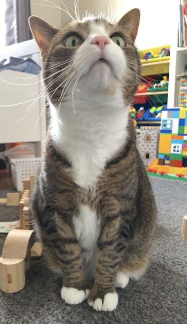 Tabby cat sits amidst little wooden block toys, extremely inquisitive wide-eyed look on face