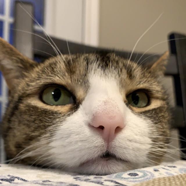 tabby cat rests chin flatly on table