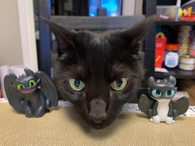 black cat between two plastic dragon figurines that look just like her 