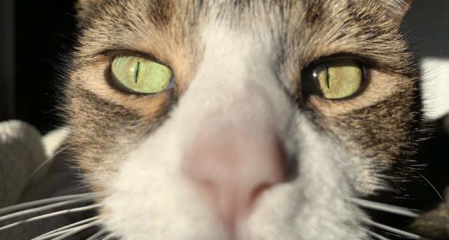 closeup of tabby cat, warmed by afternoon sun, wet nose right in your face