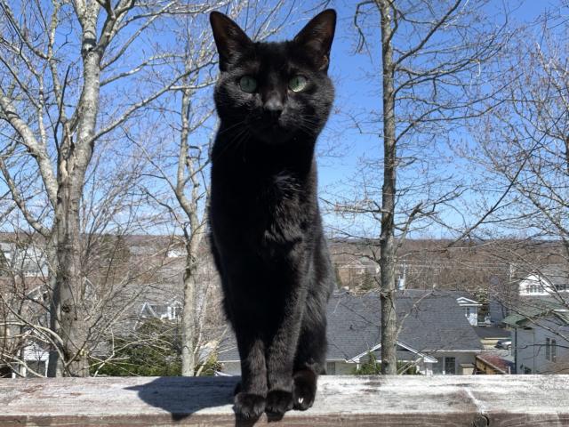 Black cat on deck railing, backdropped by a landscape of trees, suburban houses, and clear sunny sky