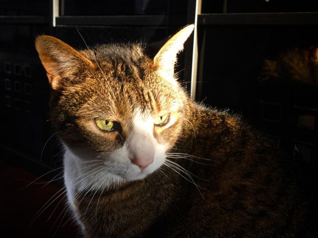 chonky tabby cat looking a bit surly in the warmth of a morning sunbeam