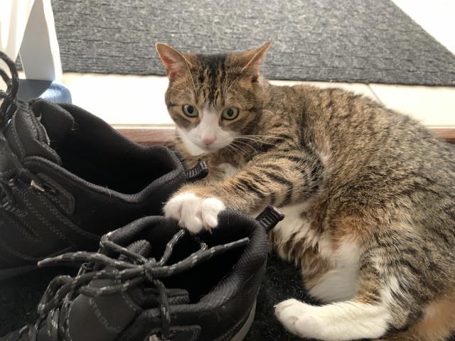 Chonky tabby cat claws at a pair of sneakers