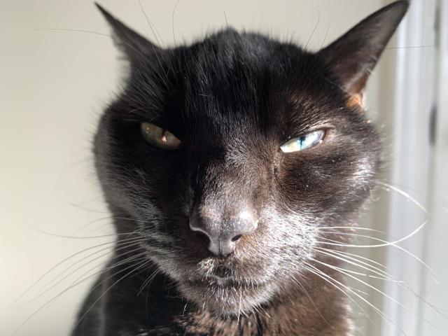 nosey closeup of black cat with eyes narrowed, partially lit by a warm sunbeam
