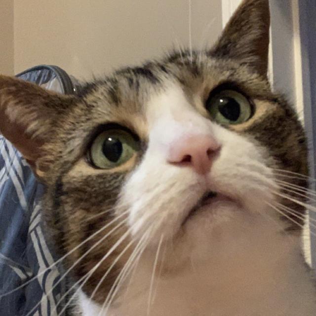 tabby cat with wide inquisitive eyes looking up, head tilted slightly