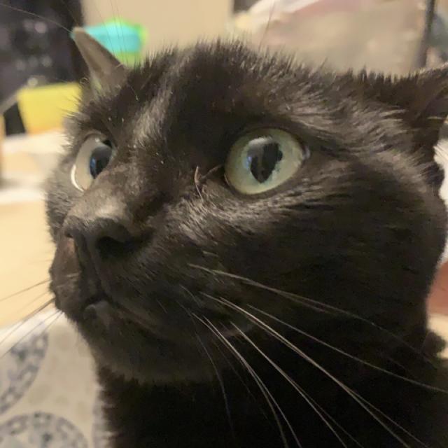 sleek black cat turns head left and up at something off-frame