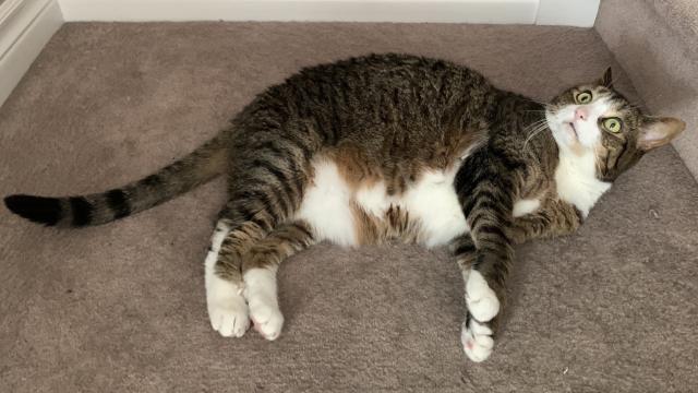 large and expansive chonky tabby cat sprawled on carpeted stair landing with eyes wide in an expression of startlement