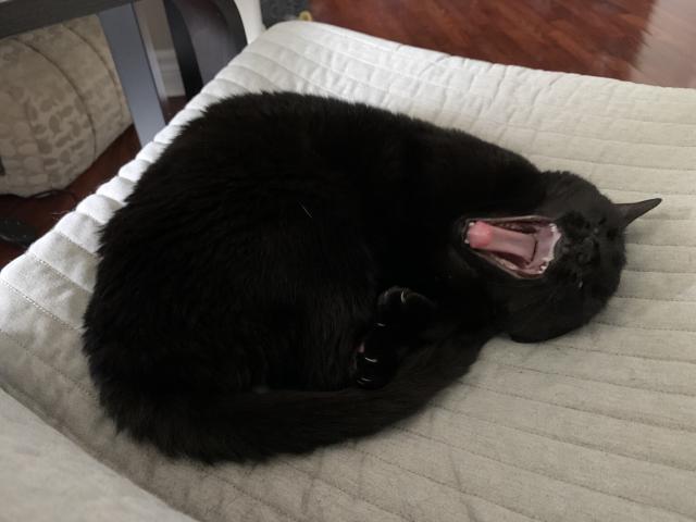 Black cat curled up on chair cushion, yawning widely