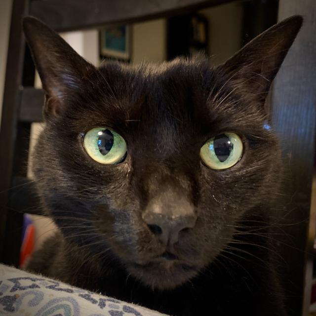 Wide eyed sleek black cat sits at table