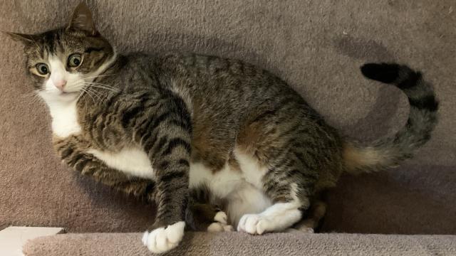 tubby tabby cat lies awkwardly sideways while pawing at a carpeted stair step