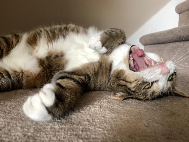 tabby cat rolling belly up and yawning widely
