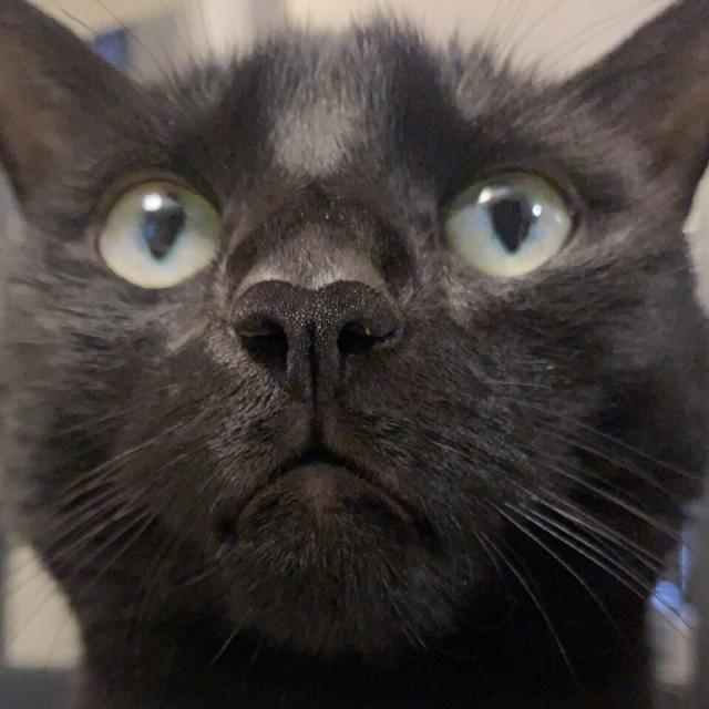 black cat looks up with wide hungry eyes