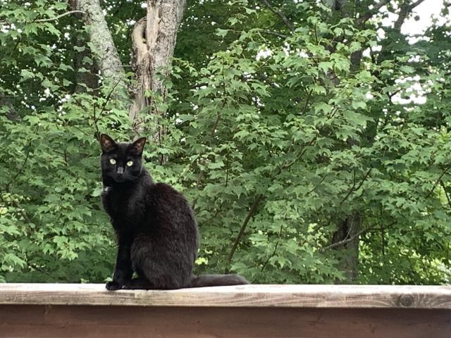 Sleek black cat sits atop deck railing backdropped by leafy rustling maple trees on a cloudy warm humid late summer morning