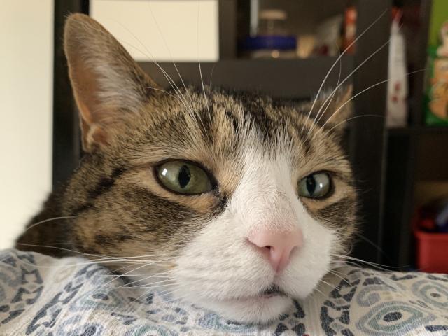 Lackadaisical short haired tabby cat rests head on edge of table