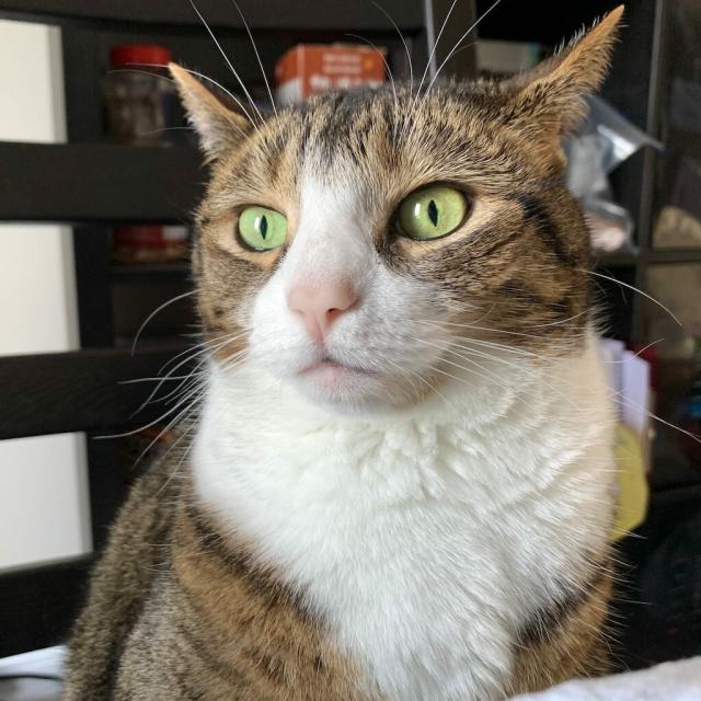 tabby cat on dining chair looks wistfully somewhere off-camera