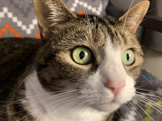 closeup of wide-eyed tabby cat noticing something off-frame