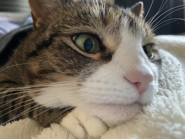 tabby cat closeup of wistful face, chin resting on paw on a soft fleece blanket 
