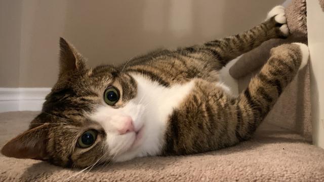 tabby cat lies sideways on carpeted stair landing while playfully pawing at step 