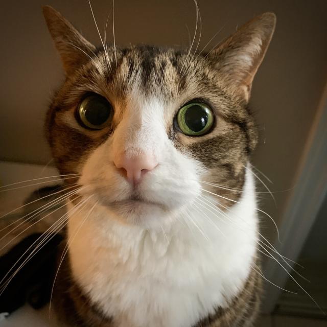 closeup of wide eyed whiskery tabby cat on a shoe bench