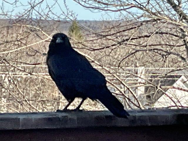 inquisitive crow perched on deck railing amidst cold and bare wintry trees