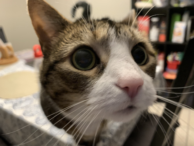 Closeup of tabby cat looking inquisitive while standing on a kitchen table 