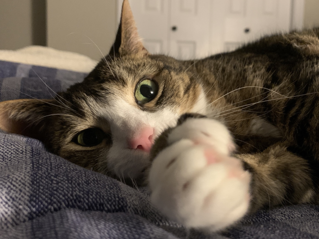 Tabby cat lying on bed, paws curled in foreground, eyes wide as though just startled awake