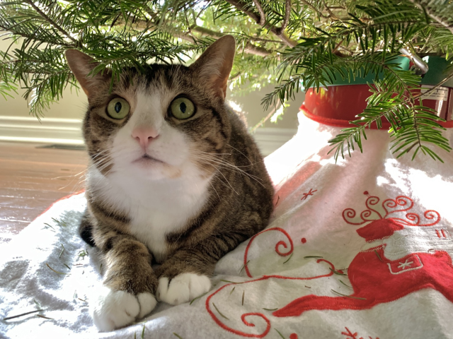 Tabby cat under Christmas tree, eyes wide and alert 