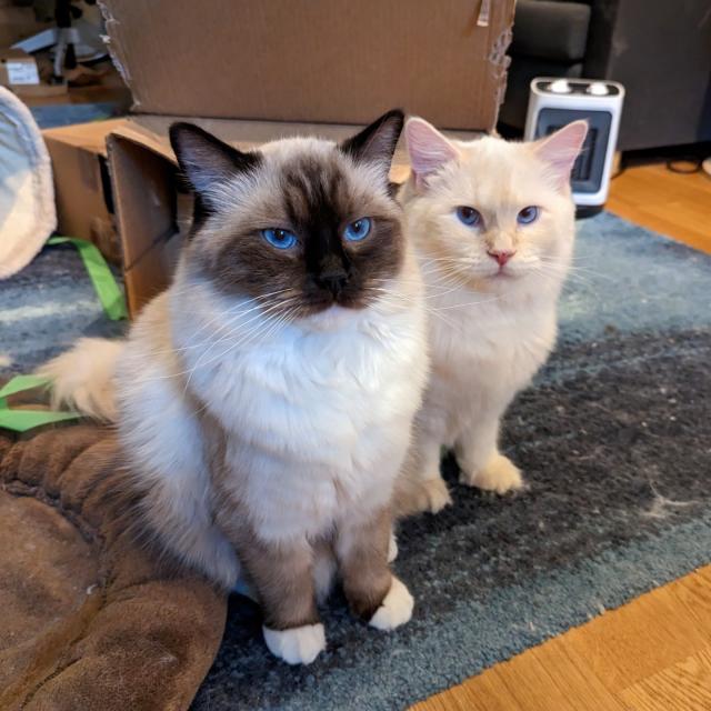 toast (the cat) and salad (the cat) sitting next to each other looking cute