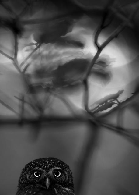 'Pygmy Owl' By Luca Lorenz