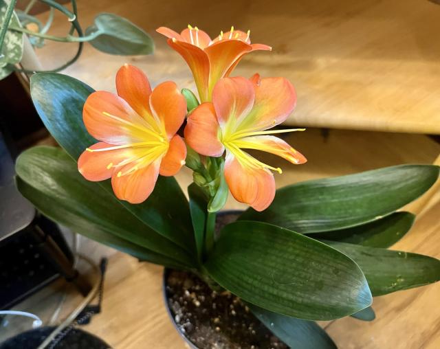 Houseplant with long, tapered dark green leaves, and three bright shining orange blooms. The blooms start out yellow in the center and quickly turn to pink-orange. 