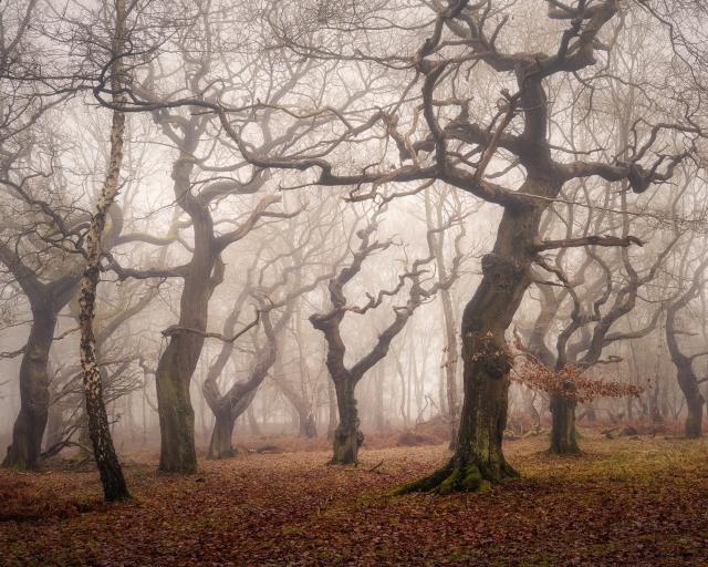 Some dancing oak trees in a foggy winter woodland.