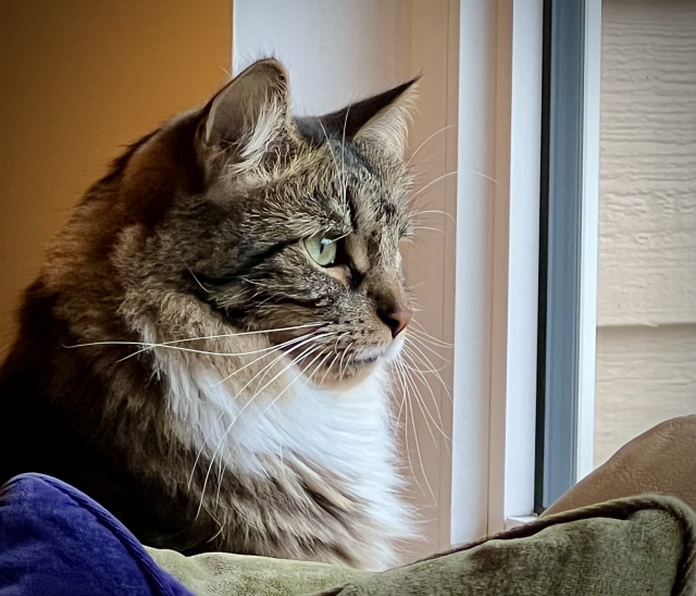 A tabby cat with long whiskers and a fluffy mane gazing out a window