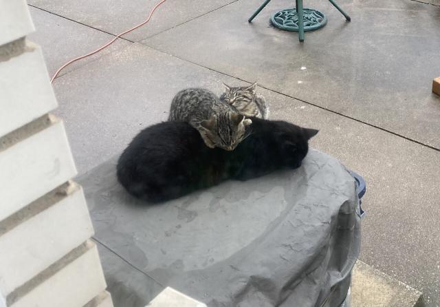 Two tabby kittens loafing on top of a loafing black cat. All three are on top of the air conditioner. A wet cement patio can be seen in the background. 