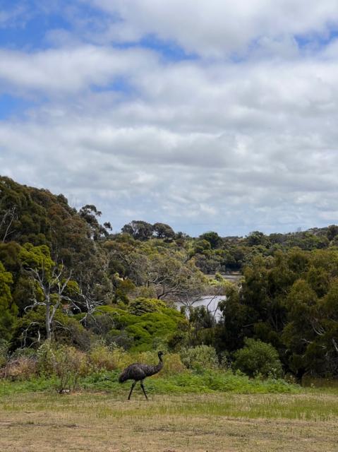 Photograph, a large flightless bird walks through a landscape of lakes and trees.