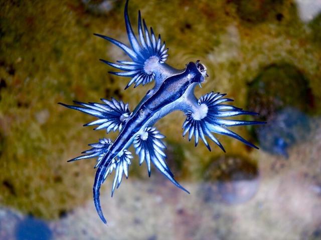 Blue dragon-glaucus atlanticus 

Credit: Sylke Rohrlach 