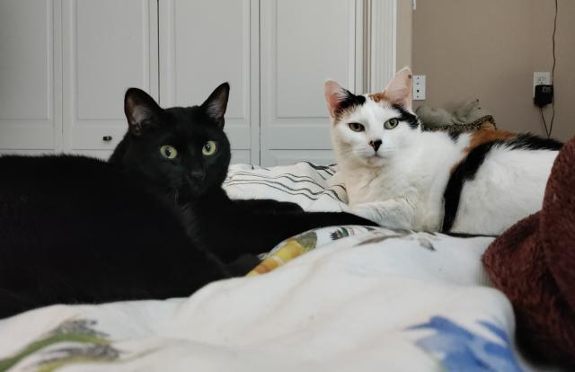 Photo of two cats resting on a white floral bedspread, with folding closet doors in the background. Both cats are looking towards the camera, though not exactly at it. The cat on the left is black; her name is Peri Mason. On the right is a calico cat; she is named Della Street.