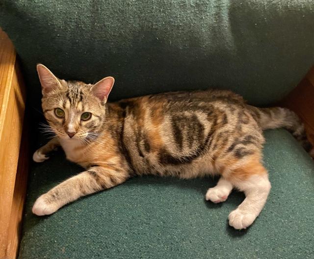 A tortoiseshell swirled tabby with white feet reclines on a green chair. On her belly is a marking that resembles the letter M inside a circle.