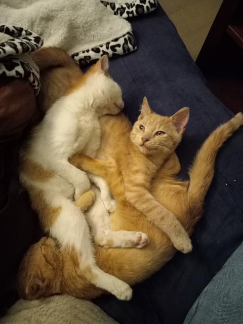 3 kittens about 4 months old cuddling in a pile on a couch. One is orange, one is buff-colored, and one is orange and white. They are all very cute, they're freaking kittens. 