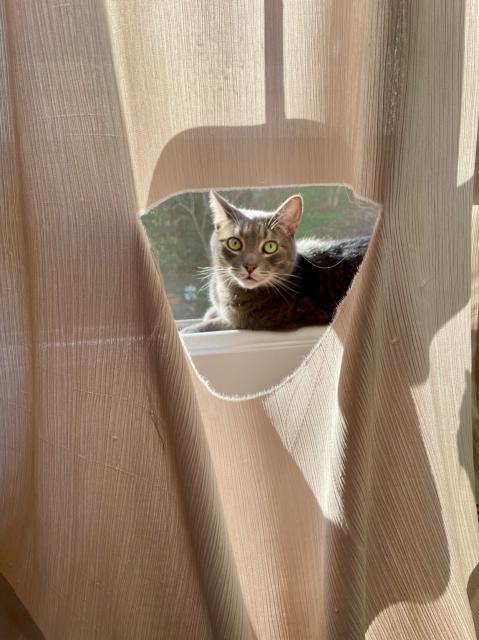 A gray cat with green eyes can be seen through a torn curtain, where he sits in the afternoon sun. 