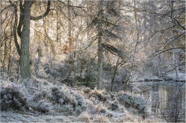 Pine trees beside a lake covered in white frost.  A warm winter rising sun backlights the whole scene with bright light through the trees.