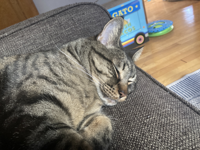 A cat sleeping on a couch 