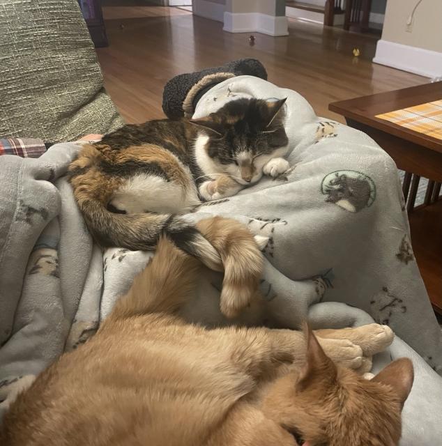 A sleeping calico cat and a sleeping orange tabby. Their tails are intertwined.