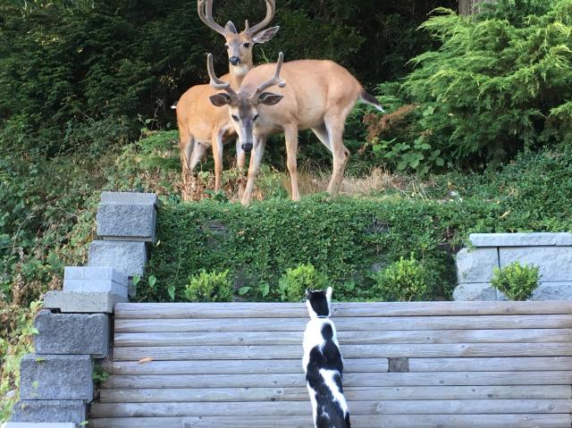 Two deer in a backyard on a higher level with a black and white cat on his back legs below looking up at one deer who is leaning down to look at the cat. 