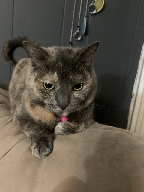 A dilute tortoiseshell cat wearing a pink collar laying on the back of a beige couch. 