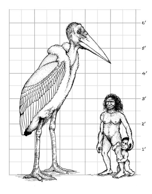 The 6-foot stork, Leptoptilos robustus, compared to the hobbits of Flores. Credit: 
Benjamin Arthur/NPR