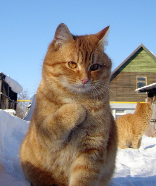 A soft looking orange cat