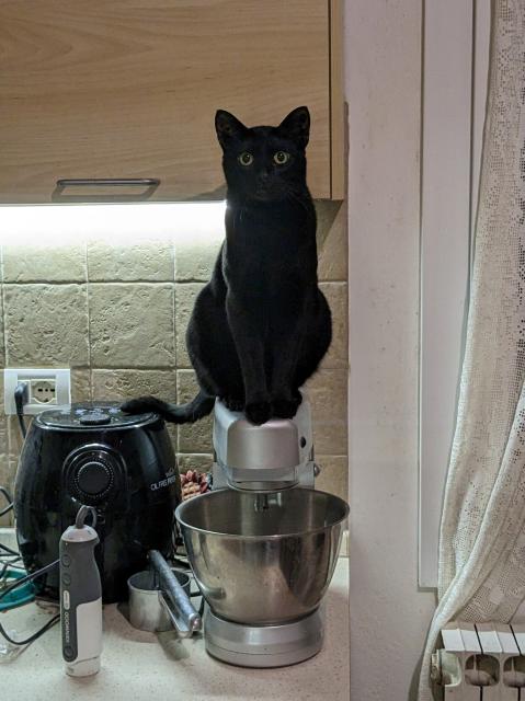 One of my cats sitting on a kitchen mixer, with an innocent looking expression on his face