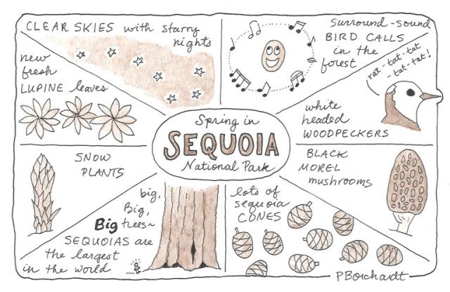 Sketchnote showing highlights of Spring in Sequoia National Park, including clear night skies, bird calls, white headed woodpeckers, black morel mushrooms, sequoias and cones, snow plants, and lupine.