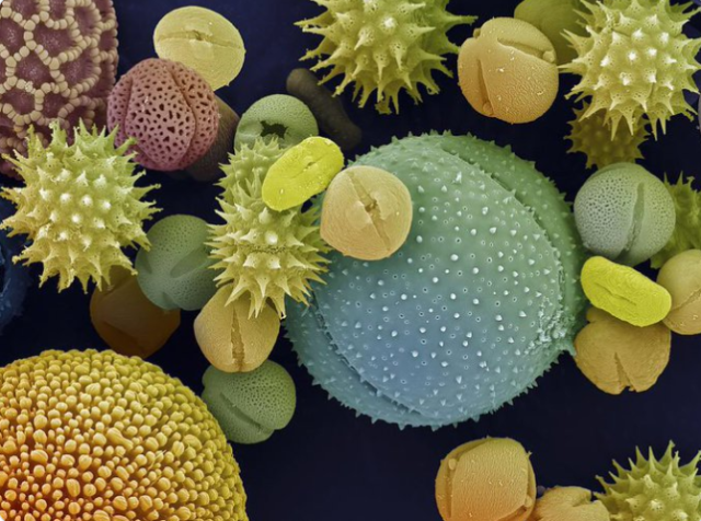 Colourful pollen grains of various shapes as seen through an electron microscope. 