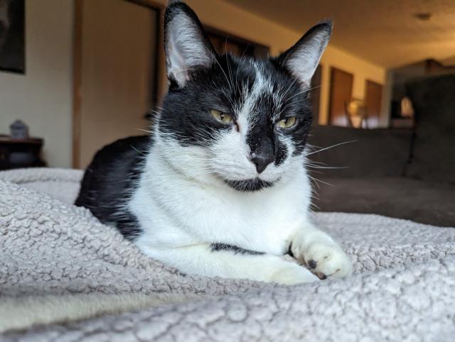 Smudge, eyes slightly narrowed, planning chaos in all its myriad forms